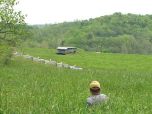 Chicken Tractors