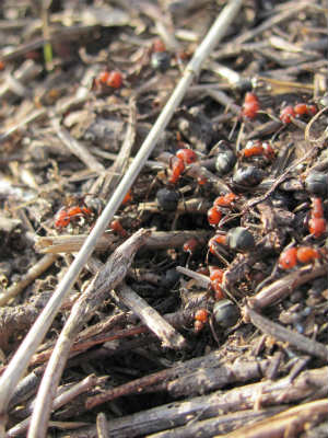 Ants on our land