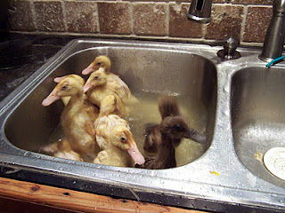 Ducks in Chef Nancy's Sink