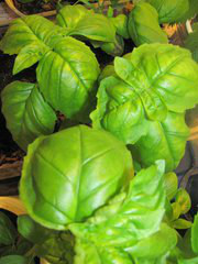 Basil leaves straight from my grow light