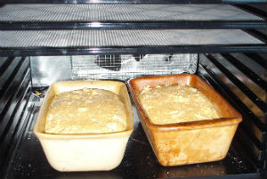 bread rising in dehydrator