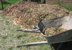 Cedar Woodchips, straight from the logger