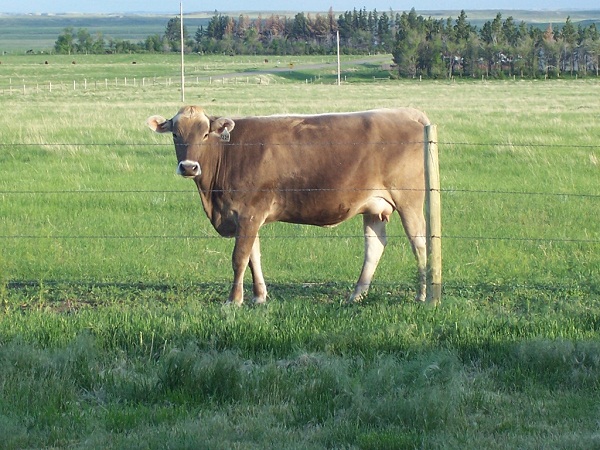 Jill's Cow