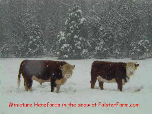 Herefords on the Falster Farm