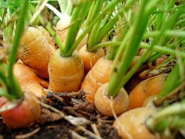 Carrots from Back to Eden