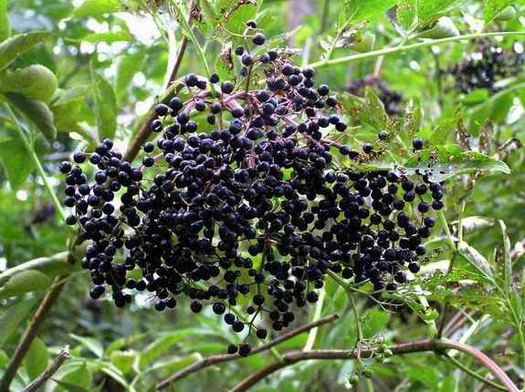 Elderberry Cluster