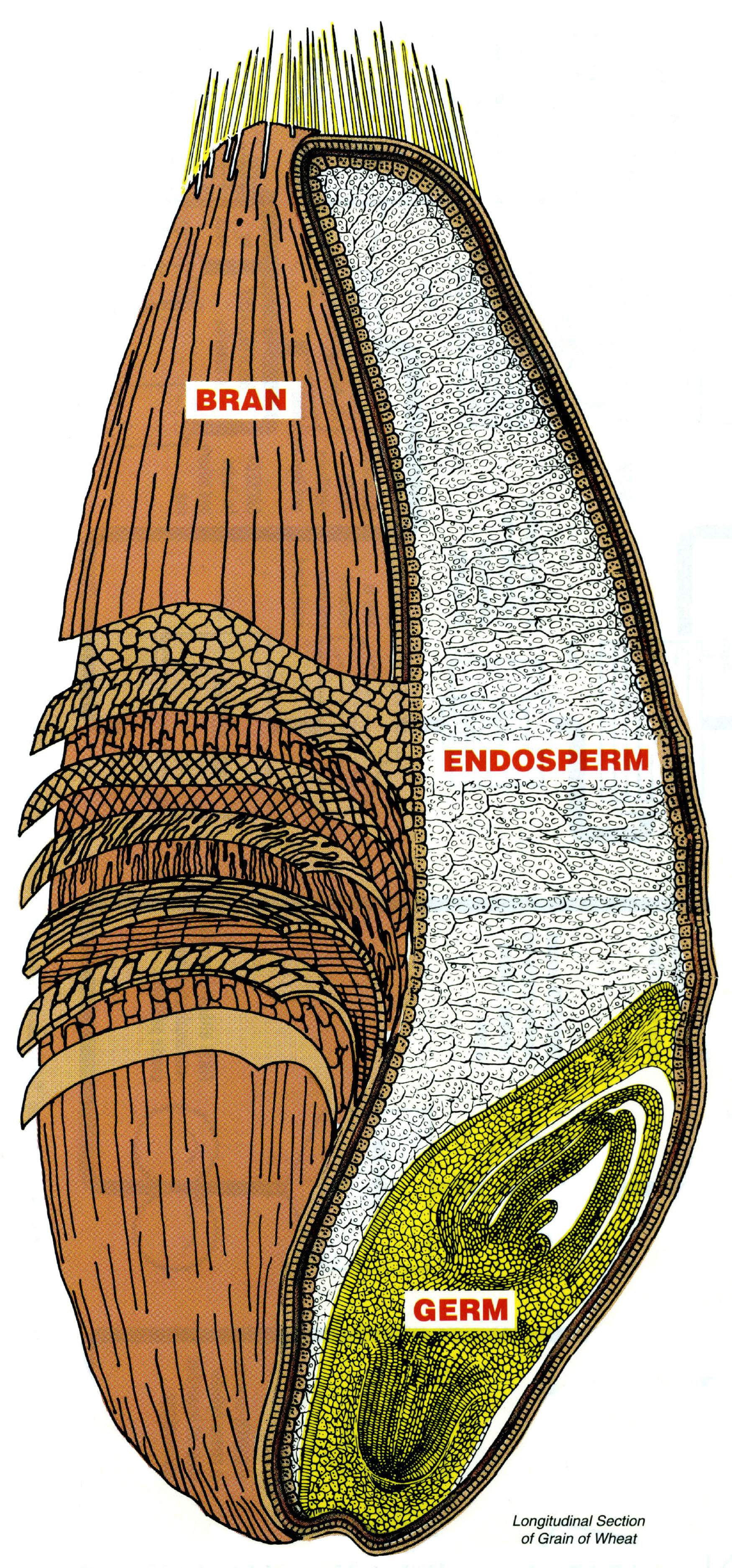 Anatomy of a wheat berry