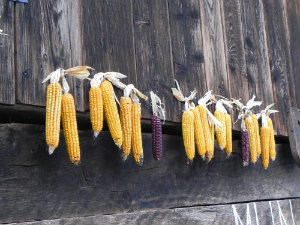 Hanging Corn