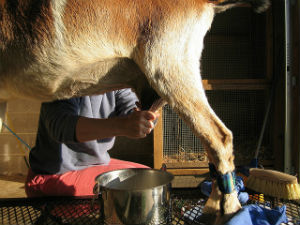 Milking the goat