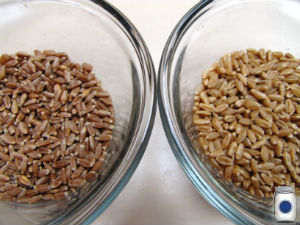 Hard Red & Hard White Wheat Comparison