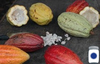 Colorful Cacao Pods