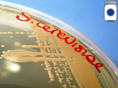 Saccharomyces cerevisiae 