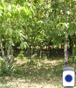 Cacao Plantation