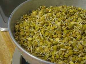 Sprouted Lentils