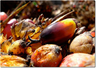 Palm Fruit