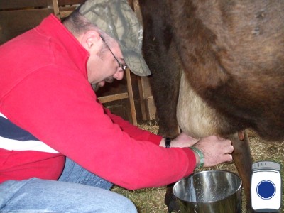 Wilson gets to milk a cow for the first time