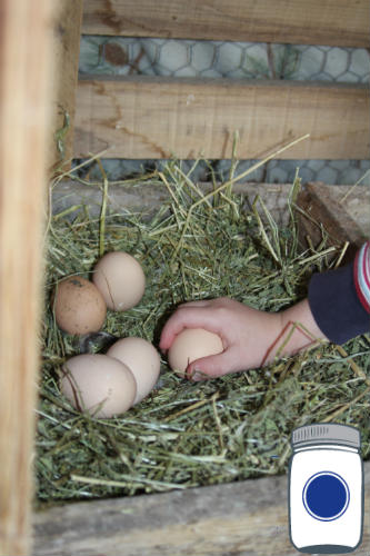 Eggs in Nesting Box