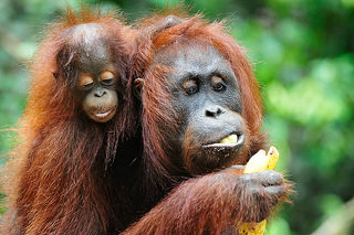 Orangutans are devestated by Palm Oil