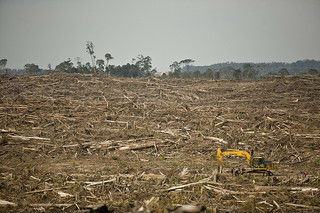 Palm Oil destroying Rainforest