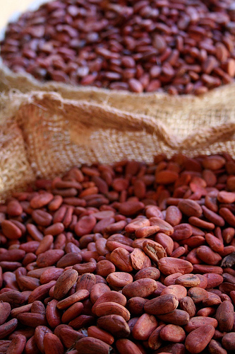 Cacao Beans