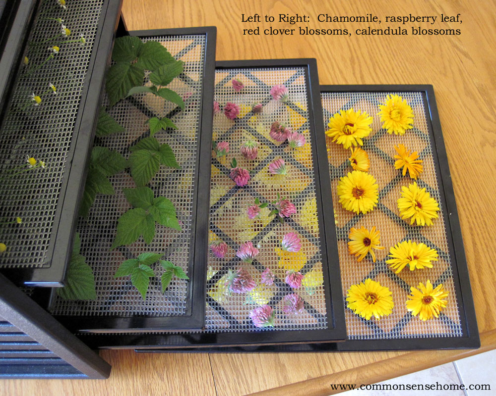 Dehydrating Herbs by Common Sense Home