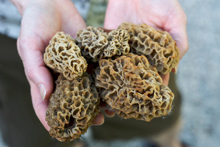 Morel Mushrooms in hand