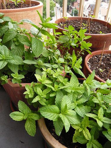 Potted Herbs