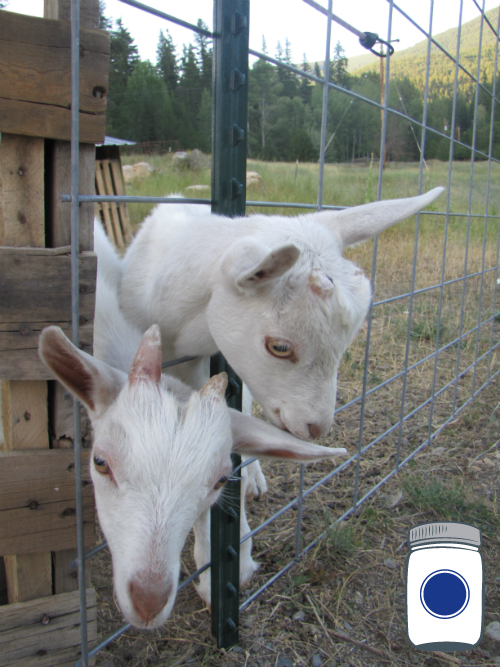 Goats for weed control