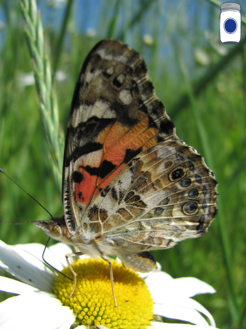 Butterfly on Oxeye