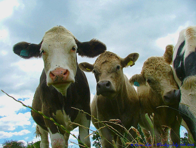 Cowshares and Raw Milk Legalities