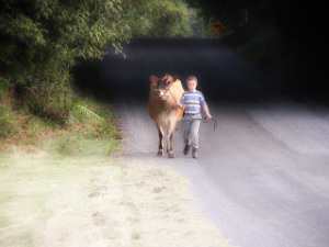 Nathan on the road with a cow