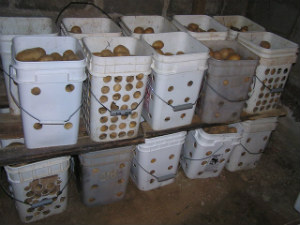 Potatoes in the Root Cellar