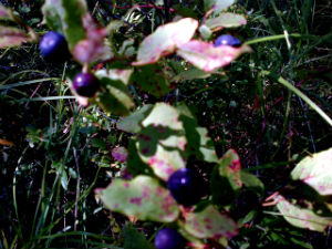 Huckleberry Bushes