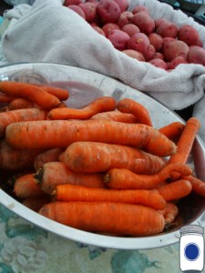 carrots potatoes from garden