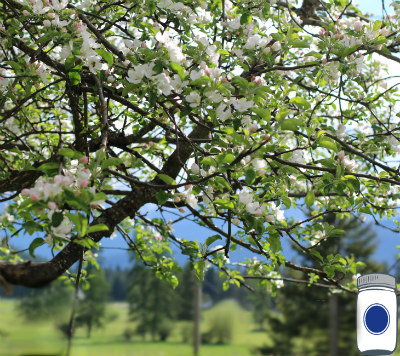 apple tree in bloom