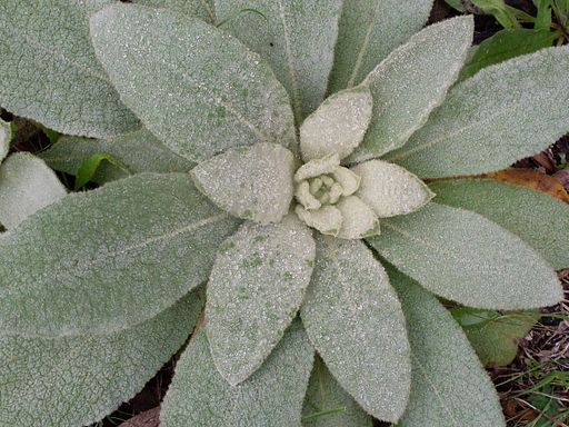 Using Leaves: Mullein
