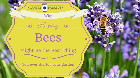 Keeping Bees Best Thing for your garden