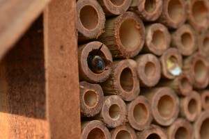 Keeping Bees: Mason Bee