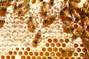 Keeping Bees: Honeycomb