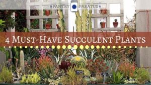 4 Must-Have Succulent Plants