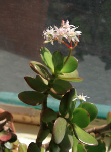 Jade Plant