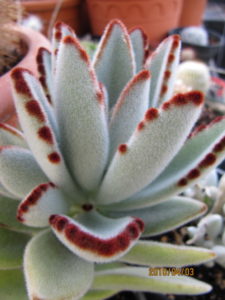 Kalanchoe_tomentosa