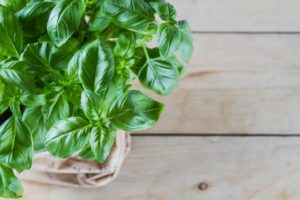 growing an herb garden- basil