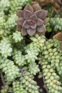 burros tail succulent plant