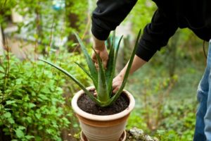 Repotting an Aloe Vera