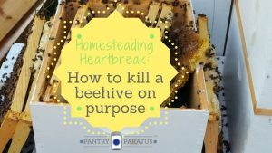 Homesteading Heartbreak: Killing a beehive on purpose