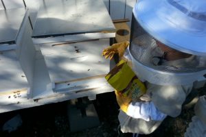 Peanut (8 years old) working the docile hive; the one that attacked is next to it on the left. 