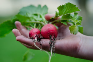 radishes in a child's hand