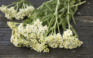 White Yarrow