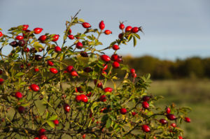 rosehips